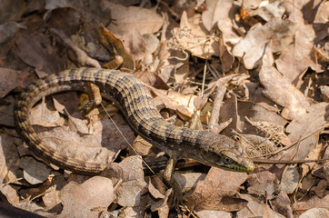 Alligator lizard on dried leaves