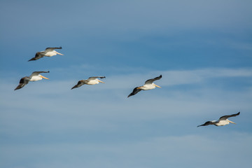 Fototapeta na wymiar American white pelicans flying in formation .