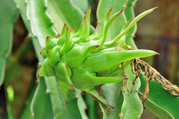 Dragon fruit on plant, Raw Pitaya fruit on tree, A pitaya or pitahaya is the fruit Grows in the tropics ,Light from the sun shines down on Dragon Fruits tree. Thailand.