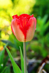 Naklejka premium Flower red tulip start to bloom buds. Inspirational natural floral spring or summer blooming garden or park under soft sunlight and blurred bokeh background. Colorful blooming ecology nature landscape
