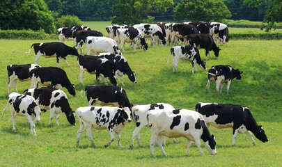 Kudde Britse Friese koeien graast op een landbouwgrond in Oost-Devon