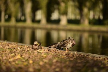 bird