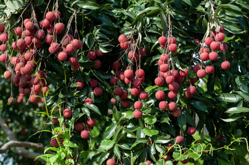 Lychee tropical fruits in growth on tree