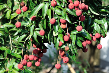 Lychee tropical fruits in growth on tree