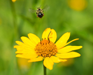 Bee pollinates blooming bright yellow flower of cut leaf coneflower, a species of flowering plant in the aster family. 