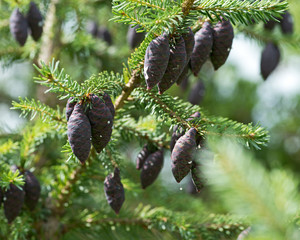 Black spruce, Picea mariana, a North American species of spruce tree in the pine family.