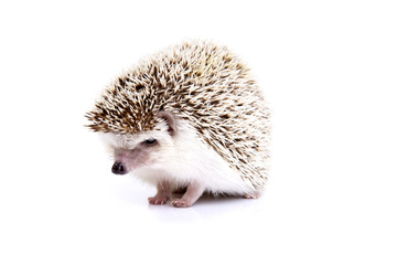 Little cute hedgehog on white background.
