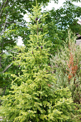 Black spruce, Picea mariana, a North American species of spruce tree in the pine family.