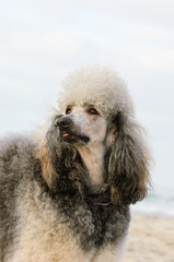 Standard Poodle dog outdoor portrait