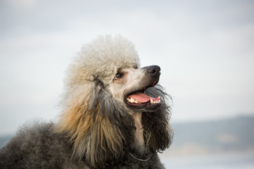 Standard Poodle dog outdoor portrait