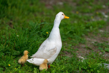 Gans mit Küken