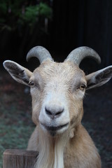 Single headshot of a farm goat