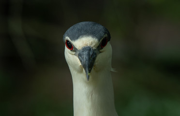black crowned night heron has spotted you