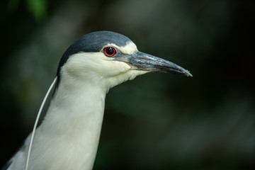 black crowned night heron gets a head shot