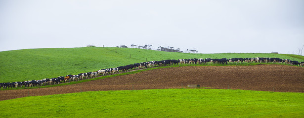 Cows in paddock