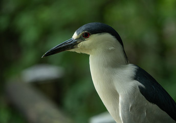 black crowned night heron gives a side profile