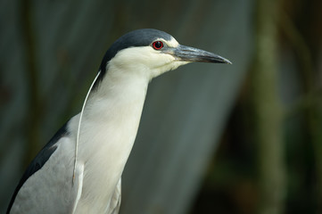 night heron gets a head shot