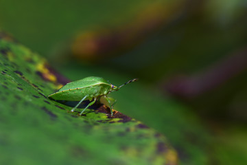 Green Stink Bug