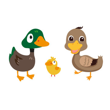 duck character vector design