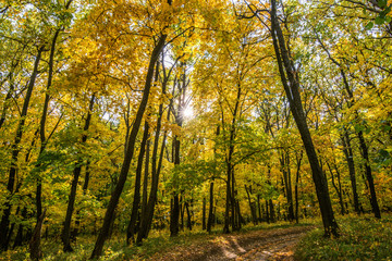 Obraz premium Gold clothes from yellowing of the leaves in backlight sunlight. The most colourful time of autumn the Golden autumn