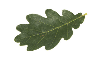 oak leaf isolated on white background