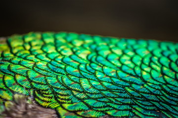 Obraz premium Abstract background image of a close up view of Peacock Feathers