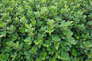 Obraz premium Close up green leaves of flower as a background. Abstract leaf texture. Natural green wallpaper concept. Space for text in template. Ecological Concept