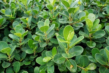 Close up green leaves of flower as a background. Abstract leaf texture. Natural green wallpaper concept. Space for text in template. Ecological Concept