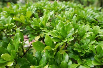 Soft Focus of branch and leaves as a background, (Ixora Hybrid, RUBIACEAE, Ixora Sp.), Natural wallpaper concept, Flower as a background, Ecological Concept