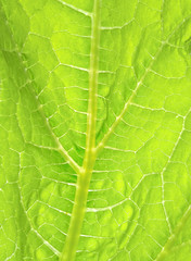 bright green leaf on the skylight, background
