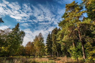 Coniferous forest during the Golden autumn. The most colourful time of autumn the Golden autumn. The trees before sinking into the long sleep, put Golden clothes of the rapidly yellowing leaves.