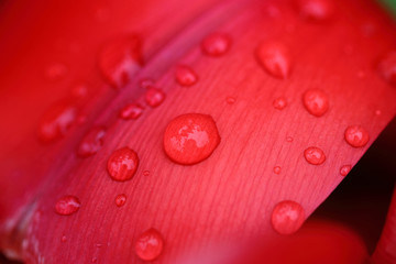 水滴の付いたチューリップの花