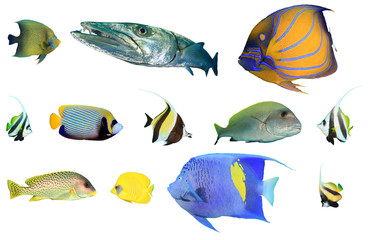 Tropical reef fish isolated collection. Angelfish, Barracuda, Bannerfish, Moorish Idol, Sweetlips,...