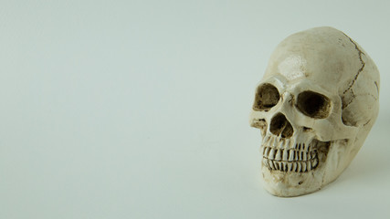 Skull close up  image on white  background.