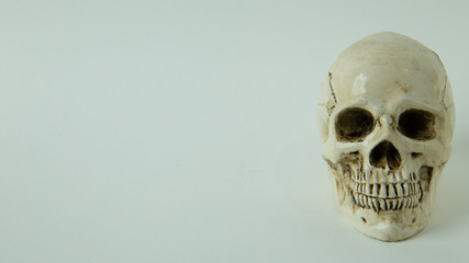 Skull close up  image on white  background.