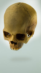 Skull close up  image on white  background.