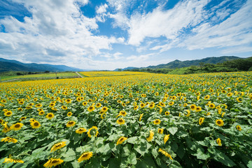 ひまわり畑　香川県まんのう町
