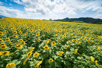 ひまわり畑　香川県まんのう町