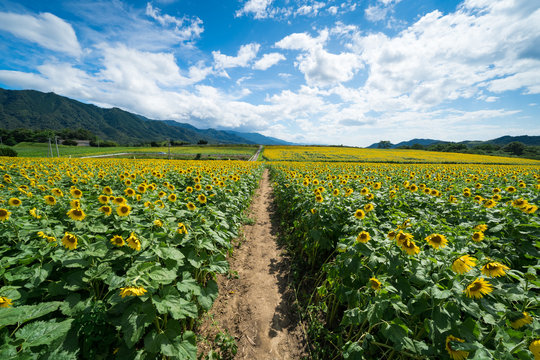 ひまわり畑 小道 香川県まんのう町 Stock Photo Adobe Stock ひまわり畑 小道 香川県まんのう町 Stock Photo Adobe Stock