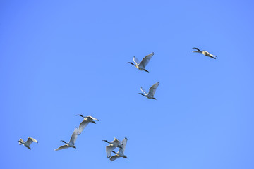 Group of Black-headed ibis in flight