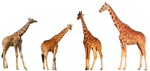 Fototapeta premium Giraffes isolated on white background 