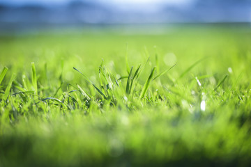 Close up of the fresh green grass