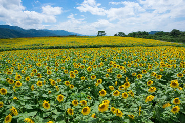 ひまわり畑　香川県まんのう町