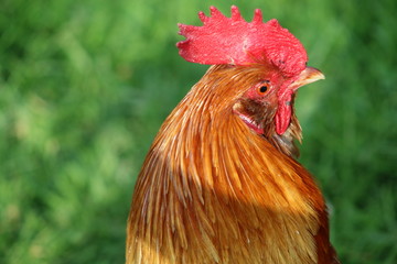 coq