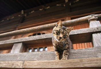 Obraz premium 寺の猫
