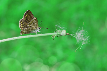 Butterfly on the stem of dandelion with flown seeds on a green background close-up