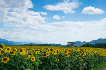 ひまわり畑　香川県まんのう町