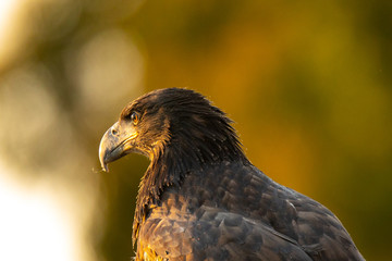3-months old bald eagle eaglet, seen in the wild in  North California