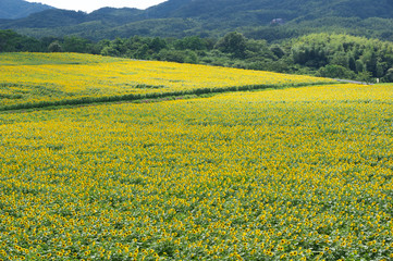 ひまわり畑　香川県まんのう町