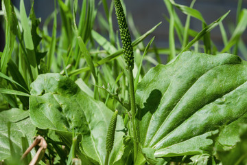 Medicinal herb Plantágo plant with large leaves and maturing seeds close-up
